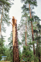 Torn tree trunk in a dense forest after a summer hurricane, showcasing nature's resilience and power