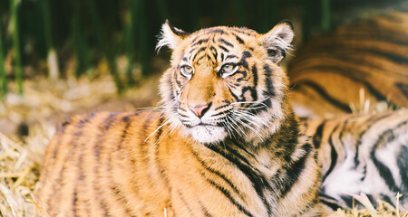 Powerful tiger resting in natural habitat