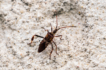 Conifer seed bug invasion in urban Europe