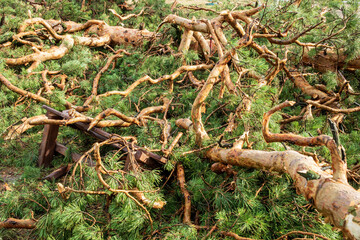 Fallen trees and branches scattered on forest floor after summer hurricane event in nature