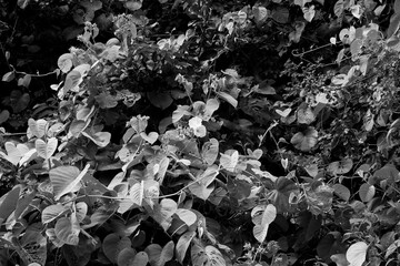 Dark tropical foliage background with dense green heart-shaped leaves. 