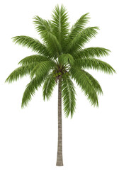 Isolated Palm Tree with Green Leaves Tropical Exotic Plant on Transparent Background