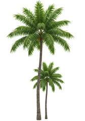 Obraz premium Isolated Palm Trees with Transparent Background Nature Tropical Plant