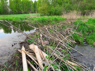 Tree trunk gnawed by beaver in natural habitat