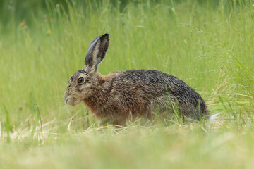 European Hare Lepus europeae in a meadow