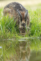 European Hare Lepus europeae in a meadow