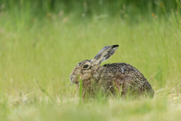 European Hare Lepus europeae in a meadow