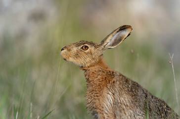 European Hare Lepus europeae in a meadow