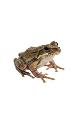 Fototapeta premium Isolated Photo of Small Brown Frog Amphibian Wildlife Macro with Transparent Background