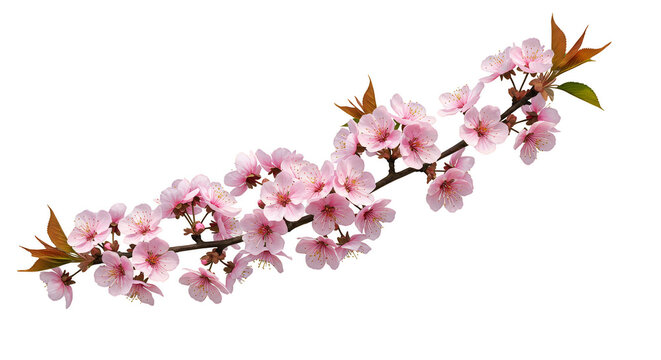 Isolated Pink Cherry Blossoms Branch on Transparent Background Floral