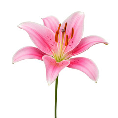 Naklejka premium Isolated Pink Lily Flower Bloom with Transparent Background Cutout