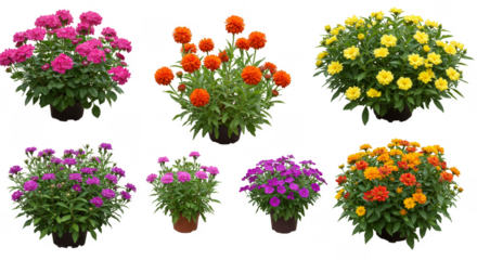Isolated PNG Image of Assorted Flowers Flower Floral Plant Blooms