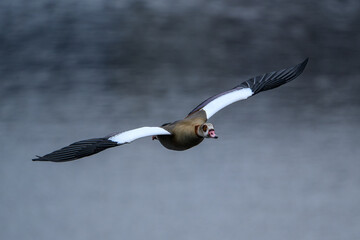 Egyptian Goose in Mid-Flight Over Water with Wings Spread