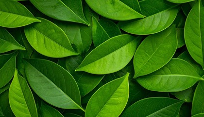 Leafy Green Arrangement Showcasing Various Shades of Foliage in a Natural Setting During Daylight