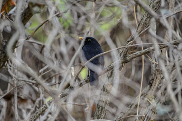 Blackbird in Dense Thicket