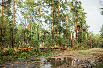 Fallen trees and debris in a forest after a summer hurricane, showcasing nature's resilience