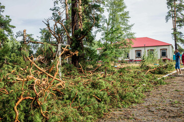 Hurricane aftermath in forest with fallen trees and damaged landscape during summer season