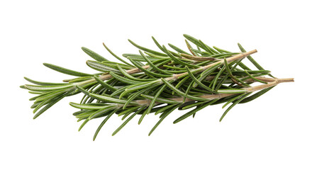 Fototapeta premium Isolated Rosemary Sprig Fresh Green Aromatic Herb on Transparent Background
