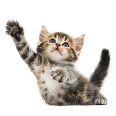 A playful kitten reaches up towards the sky, showcasing its adorable striped fur and tiny paws in a heartwarming display of innocence and curiosity. 