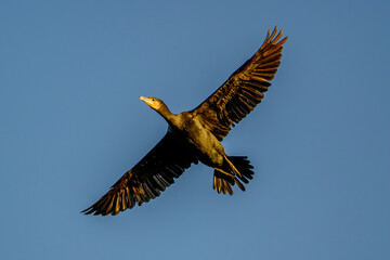 Great cormorant, Danube
