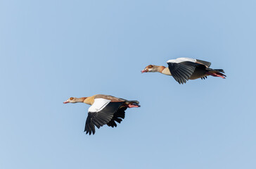 Egyptian goose Alopochen aegyptiaca, an invasive species for France