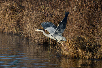 Grey heron, Danube