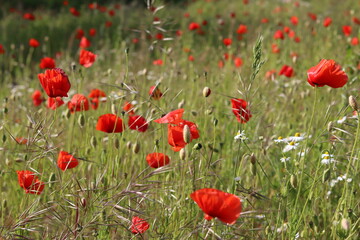 Close up of bright red poppies in a meadow