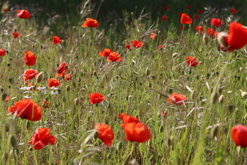 Obraz premium Close up of bright red poppies in a meadow