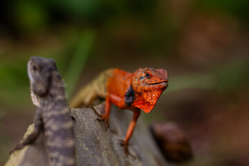 Engaging portrait of a male Changeable Lizard (Calotes versicolor) with a vibrant orange head making direct eye contact. Stunning wildlife macro photography