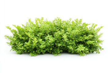 Fototapeta premium Background isolated plant bush.