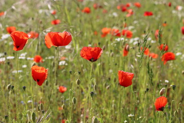Close up of bright red poppies in a meadow