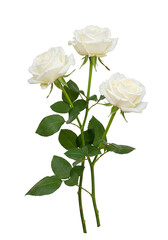 Isolated Transparent Background of Three White Roses with Water Droplets
