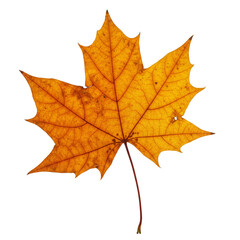 Fototapeta premium Isolated Transparent Background of Vivid Yellow Maple Leaf in Autumn