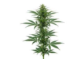 Isolated Transparent Background of Fresh Green Cannabis Marijuana Plant