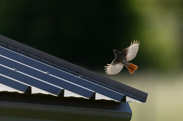 black redstart Phoenicurus ochruros in flight or perched in Alsace, France