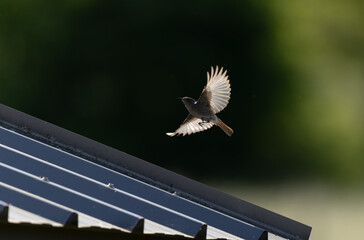 black redstart Phoenicurus ochruros in flight or perched in Alsace, France