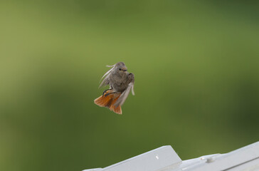 black redstart Phoenicurus ochruros in flight or perched in Alsace, France