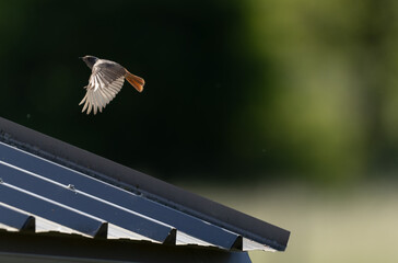 black redstart Phoenicurus ochruros in flight or perched in Alsace, France