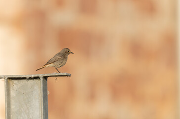 black redstart Phoenicurus ochruros in flight or perched in Alsace, France