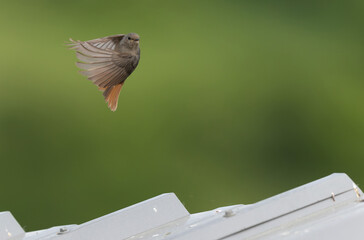 black redstart Phoenicurus ochruros in flight or perched in Alsace, France