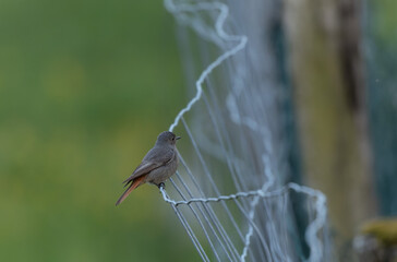 black redstart Phoenicurus ochruros in flight or perched in Alsace, France