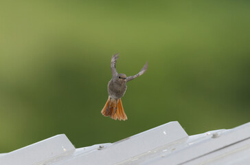 black redstart Phoenicurus ochruros in flight or perched in Alsace, France