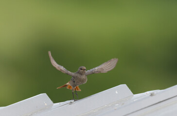 black redstart Phoenicurus ochruros in flight or perched in Alsace, France