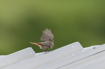 black redstart Phoenicurus ochruros in flight or perched in Alsace, France