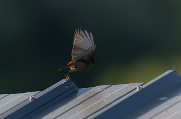 black redstart Phoenicurus ochruros in flight or perched in Alsace, France