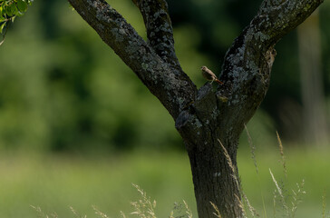 black redstart Phoenicurus ochruros in flight or perched in Alsace, France