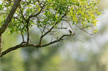 black redstart Phoenicurus ochruros in flight or perched in Alsace, France