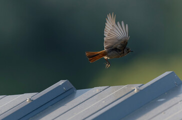 black redstart Phoenicurus ochruros in flight or perched in Alsace, France