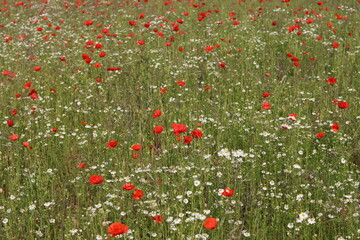 Bright red poppies in a meadow
