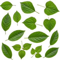 Isolated Transparent Background Of Many Green Leaves From Different Plants